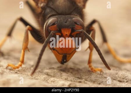 Facial closeup on an Asian long legged predatory hornet, Vespa velutina sitting on a piece of wood Stock Photo