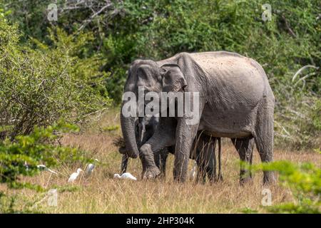 Indian elephants (Elephas maximus), with Baby, Wilpattu NP, Sri Lanka Stock Photo