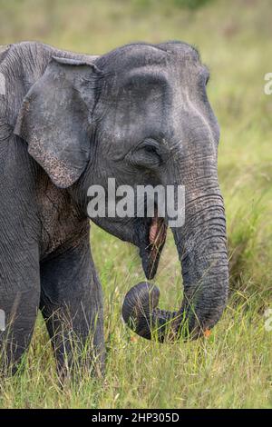 Indian elephants (Elephas maximus), Wilpattu NP, Sri Lanka Stock Photo