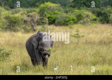 Indian elephants (Elephas maximus), Wilpattu NP, Sri Lanka Stock Photo