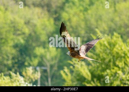 Red Kite in Flight Stock Photo