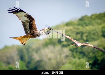 Red Kite in Flight Stock Photo