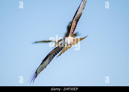 Red Kite in Flight Stock Photo