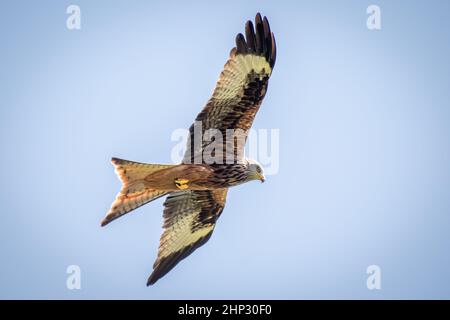Red Kite in Flight Stock Photo