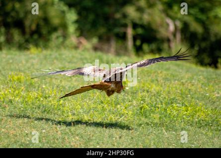 Red Kite in Flight Stock Photo