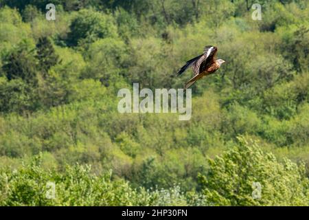Red Kite in Flight Stock Photo