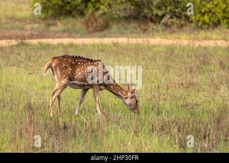 Spotted Deer (Axis axis) Does, Grazing on Edge of Lake Stock Photo