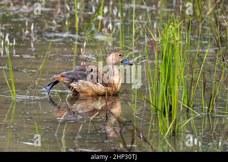 Lesser whistling duck (dendrocygna javanica), Wilpattu, Sri Lanka Stock Photo