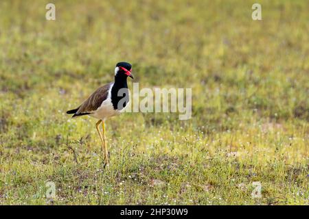 Red-wattled Lapwing (Vanellus indicus lankae) Stock Photo