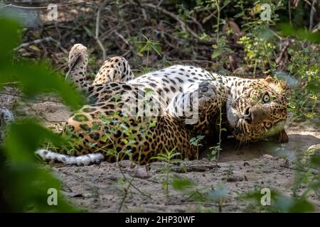 Leopard (Panthera pardus kotiya), Sri Lanka Stock Photo