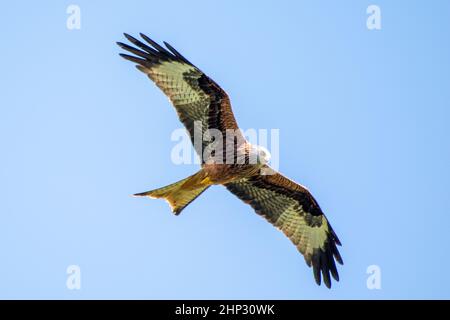 Red Kite in Flight Stock Photo