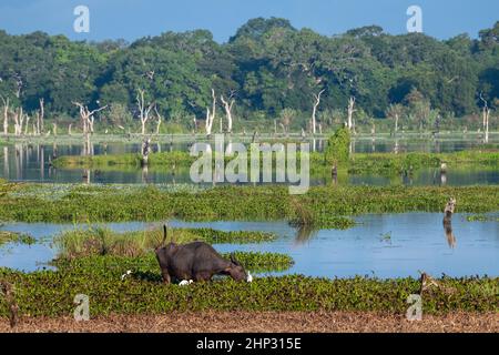 Asian Water Buffalo (Bubalus bubalis) in Lake