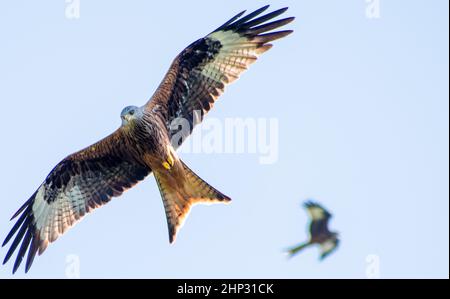Red Kite in Flight Stock Photo