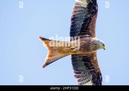 Red Kite in Flight Stock Photo