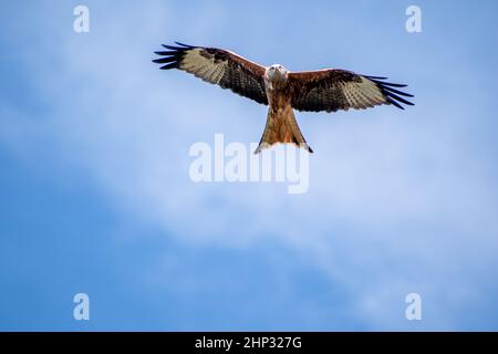 Red Kite in Flight Stock Photo
