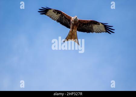 Red Kite in Flight Stock Photo