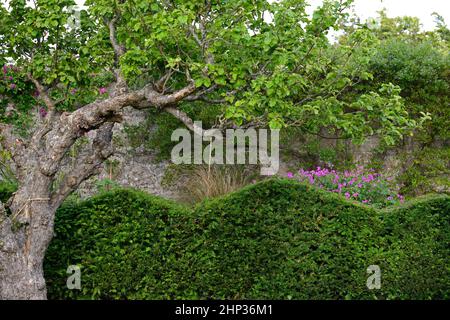 Topiary yew wave hedge Stock Photo - Alamy