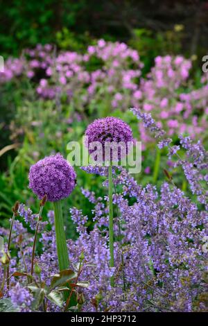 Allium purple sensation,nepeta six hills giant,allium and nepeta,purple allium,purple alliums,purple flowers,mixed planting scheme,garden,gardens,RM F Stock Photo