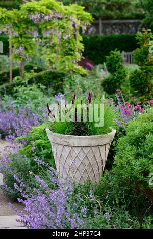 Cottage garden,herbaceous perennials,astrantia,nepeta,penstemon,geranium,clipped yew hedge,yew topiary,pot,pots,,Flowering lilac wisteria vines cascad Stock Photo