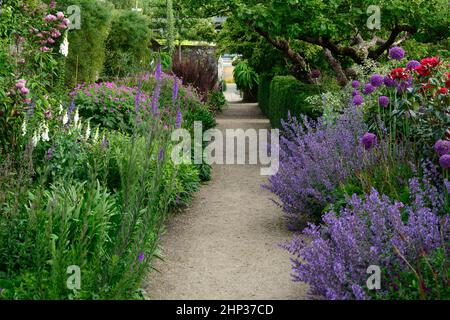 Cottage garden,herbaceous perennials,nepeta six hills giant,allium purple sensation,digitalis alba,geranium,double herbaceous border,,path,pathway,lea Stock Photo