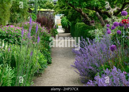Cottage garden,herbaceous perennials,nepeta six hills giant,allium purple sensation,digitalis alba,geranium,double herbaceous border,,path,pathway,lea Stock Photo