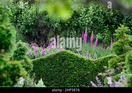 Topiary yew wave hedge Stock Photo - Alamy