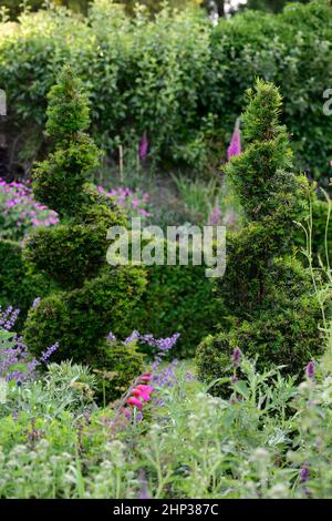 taxus,yew tree,spiral,circular shape,shaped,clip,clipped,topiary,train,trained,formal garden,garden design,gardening,gardens,RM floral Stock Photo