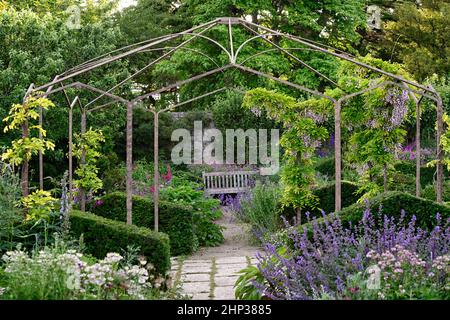 Cottage garden,herbaceous perennials,astrantia,nepeta,penstemon,geranium,clipped yew hedge,yew topiary,,Flowering lilac wisteria vines cascades down c Stock Photo