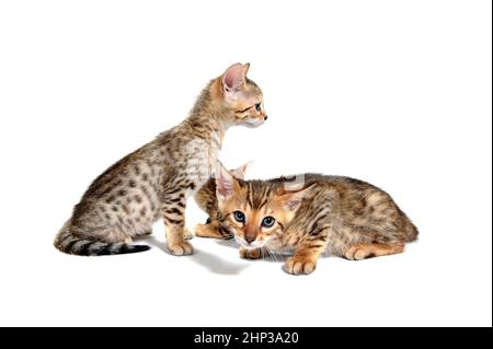 Three purebred fluffy kittens sit on a white isolated background. High quality photo Stock Photo