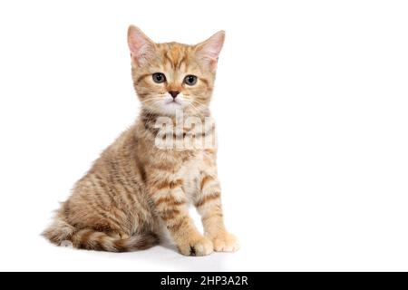 a ginger striped purebred kitten sits on a white background. High quality photo Stock Photo