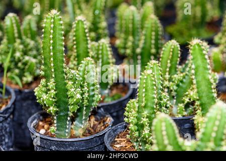 Close up green small Cactaceae or cactus plant in a pot beautiful nature of the exotic desert tree is an ornamental plant Stock Photo