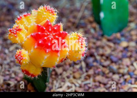 Close up colorful small cactus plant with beautiful yellow and red flower blossom on the tree of Ruby Ball, grafted cactus or Moon Cactus, Macro of Gy Stock Photo