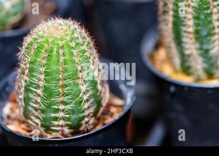 Close up green small Cactaceae or cactus plant in a pot beautiful nature of the exotic desert tree is an ornamental plant Stock Photo