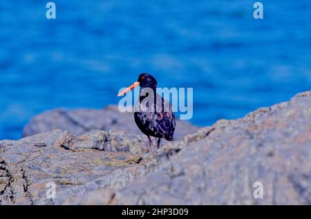 The black oystercatcher Haematopus bachmani is a conspicuous black bird found on the shoreline of western North America. Stock Photo