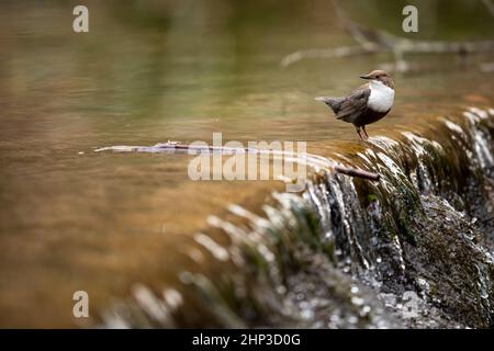 White-throated dipper (Cinclus cinclus) sitting on a stone. Diving bird hunting in the water. spring moment from the mountain river Stock Photo