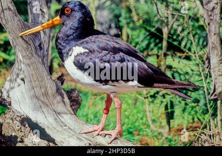 The oystercatchers are a group of waders forming the family Haematopodidae, which has a single genus, Haematopus. Stock Photo