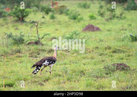 Stanley bustard (Neotis denhami); Murchison Falls National Park; Uganda Stock Photo