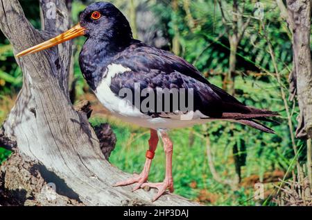 The oystercatchers are a group of waders forming the family Haematopodidae, which has a single genus, Haematopus. Stock Photo