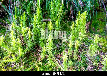 Clubmoss Spinulum coseup detail annotinum in a forest Stock Photo