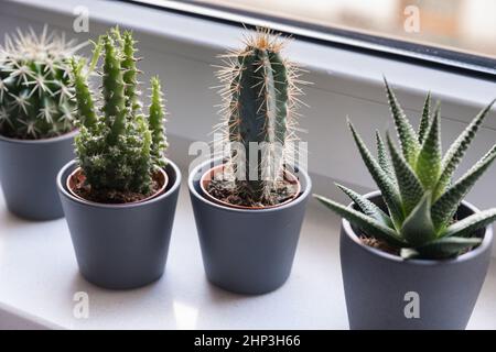 Cactus and succulent in gray pots on a white windowsill, green home plants. Stock Photo