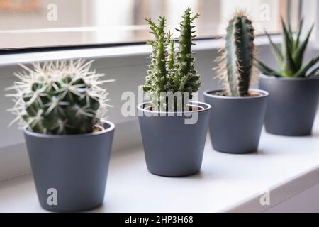 Cactus and succulent in gray pots on a white windowsill, green home plants. Stock Photo