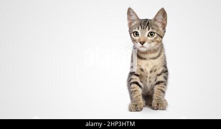 Kitten looking to the camera tilt head sitting on white background isolated Stock Photo