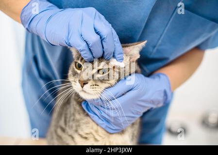 A veterinarian doctor is cleaning the skin of a grey cat Stock Photo