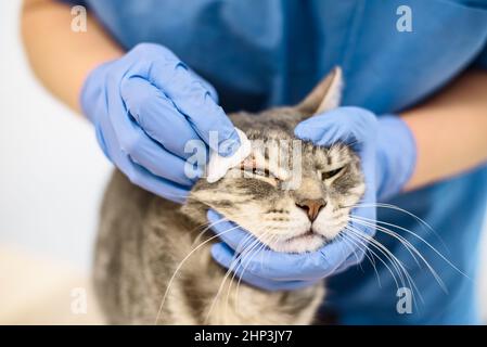 A veterinarian doctor is cleaning the skin of a grey cat Stock Photo