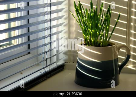 A colour photograph of spring bulbs planted in a blue and white jug.  Stripes of light can be seen on the bulbs, the jug and the background. Stock Photo