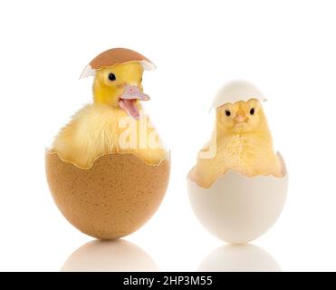 Easter image of a funny little baby chick and yellow duckling sitting in a broken egg Stock Photo