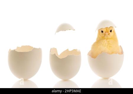 Easter image of two open eggs and a funny little baby chick sitting in a broken egg Stock Photo