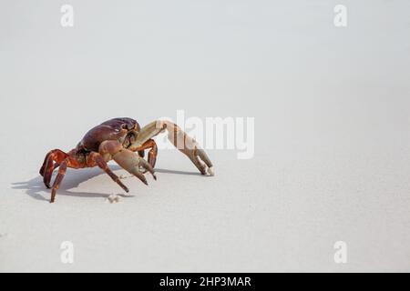 Hairy leg mountain crab on the beach at similan island Stock Photo