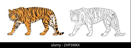 Tiger drawing. Digital template for coloring with big cats. Stock Photo