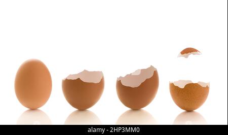 Brown chicken eggs isolated on a white background.  Combined with the eggshell hat it can be used for composite images. Stock Photo